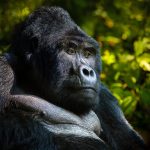 We met the leader, a majestic silverback gorilla watching over his family - Bwindi Impenetrable Forest, Uganda Wildlife Authority