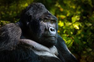 We met the leader, a majestic silver back gorilla watching over his family - Bwindi impenetrable forest