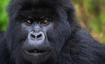 7 Days Rwanda Gorillas & Chimpanzee Trekking Tour