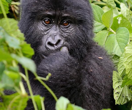 Is It Safe to Visit Gorillas in Uganda 2022
