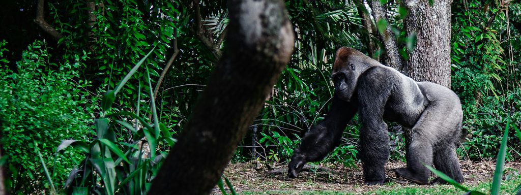 Meet the huge silver back - Buhoma August 2023 tourist trip