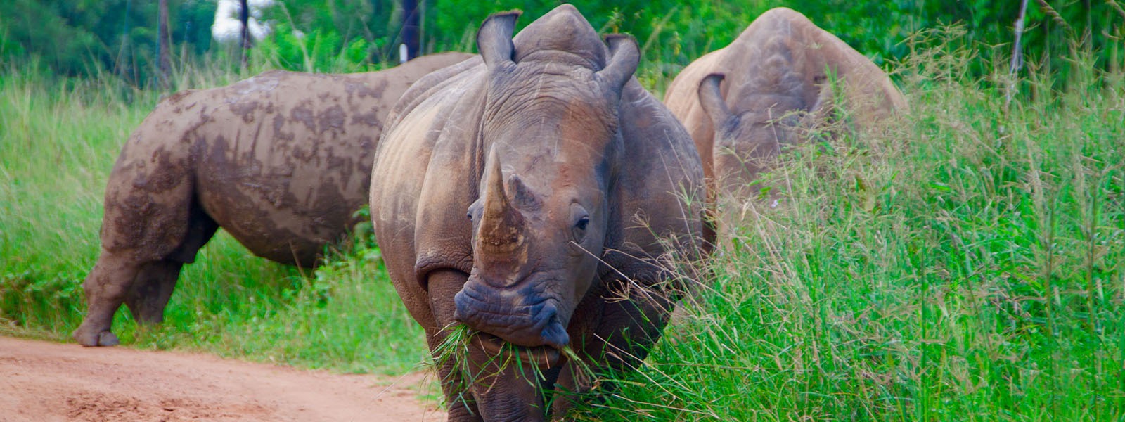 Ziwa Rhino Sanctuary Tracking Uganda Safari