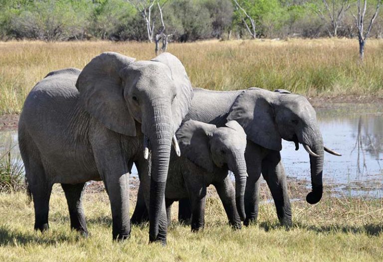 Elephants in Queen Elizabeth National Park