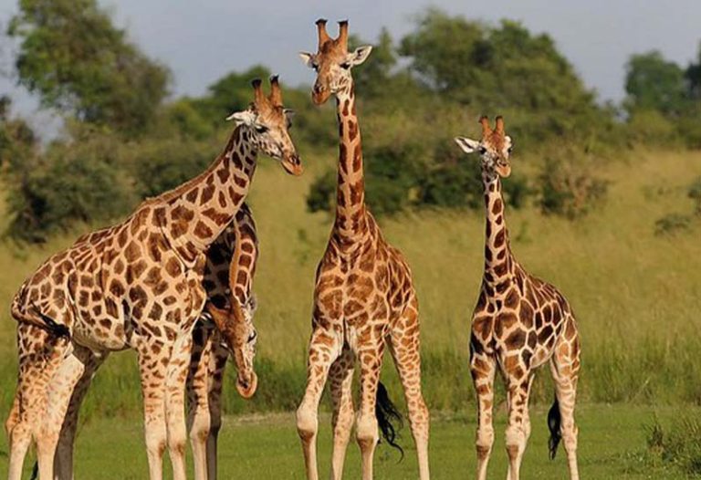 Giraffes - Australian tourists feed giraffes while on their visit