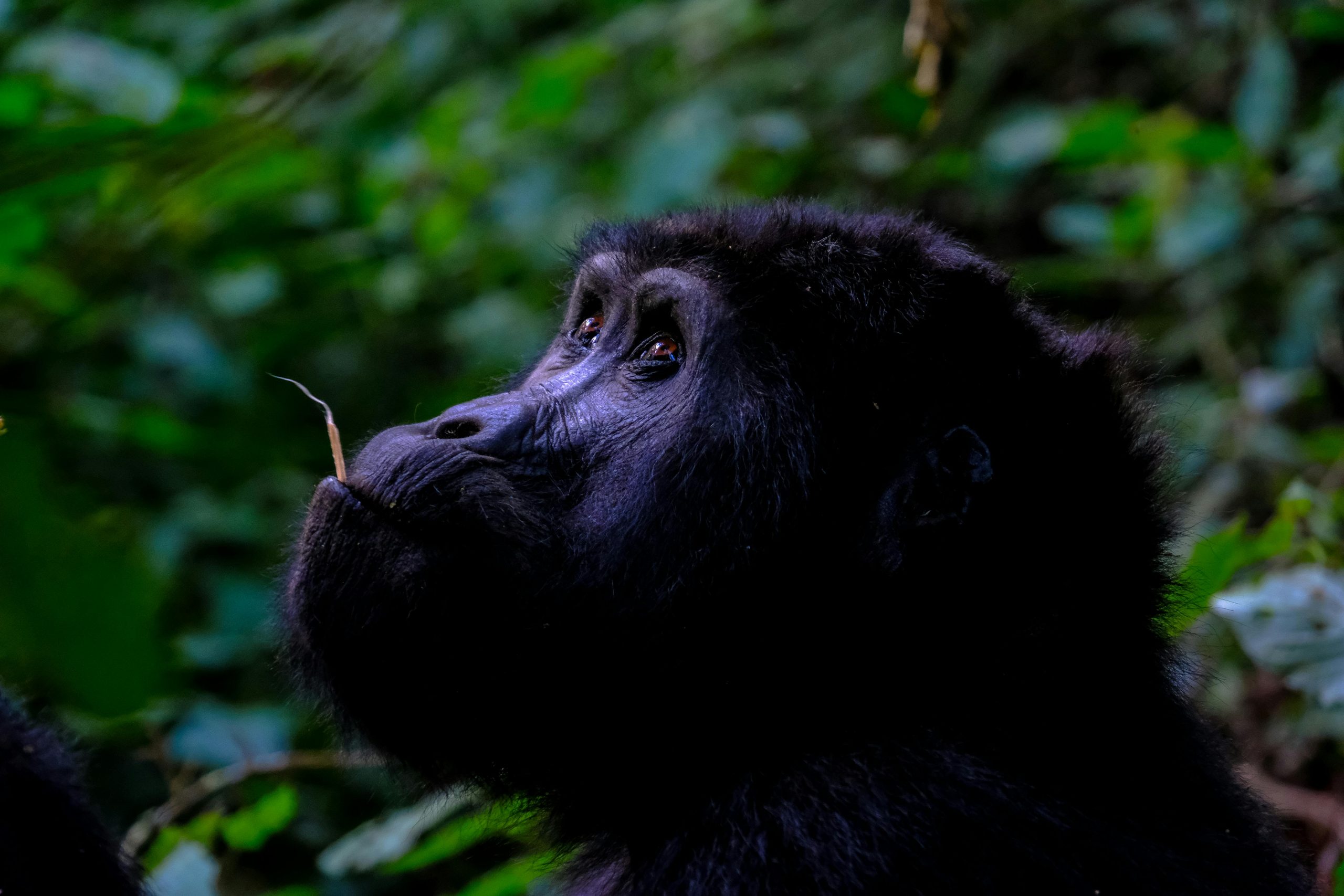 Gorilla Image