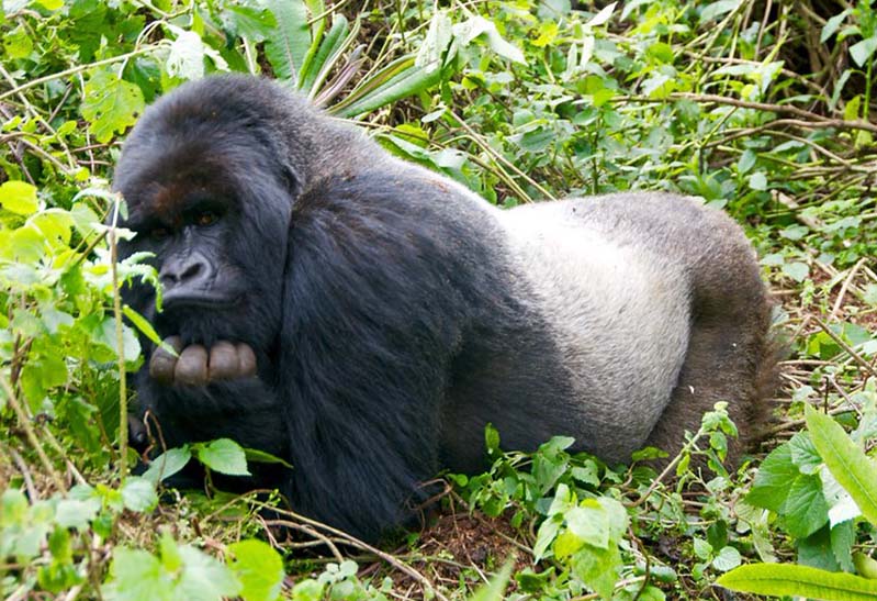 Gorilla Bwindi Sector