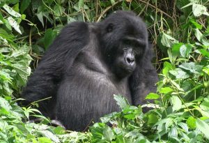 Mountain Gorilla in Buhoma