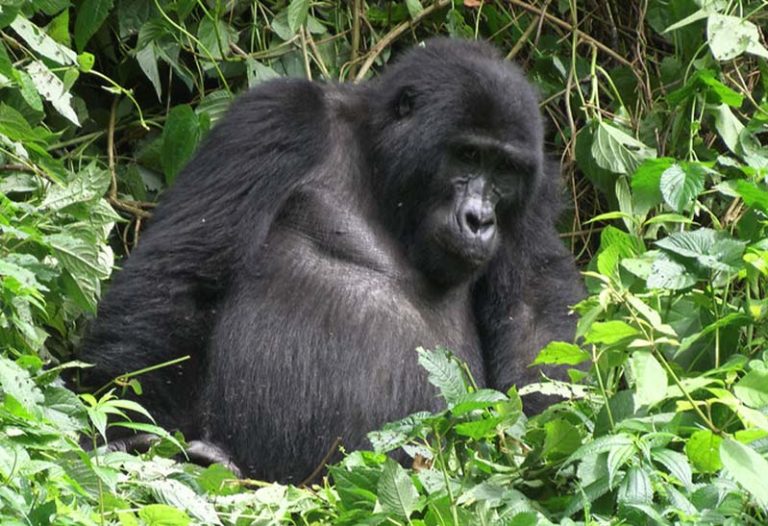 Mountain Gorilla in Buhoma