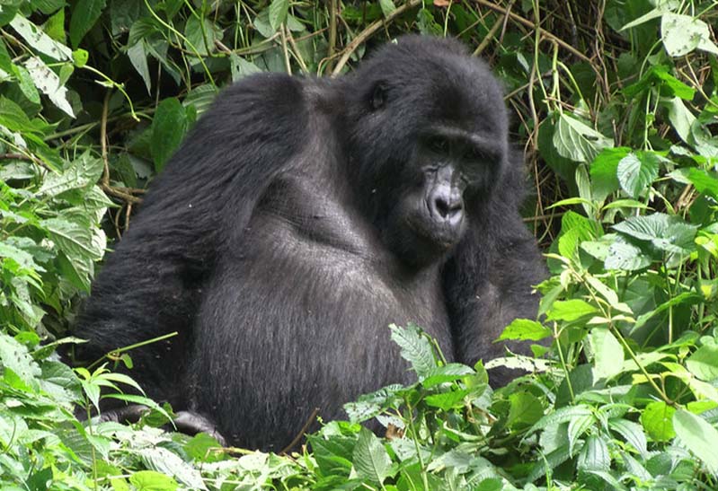 Mountain Gorilla in Buhoma