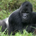 Meet the huge silverback gorilla- Buhoma