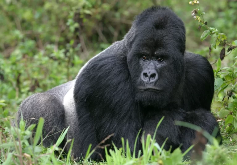 Meet the huge silver back - Buhoma March 2023 tourist trip