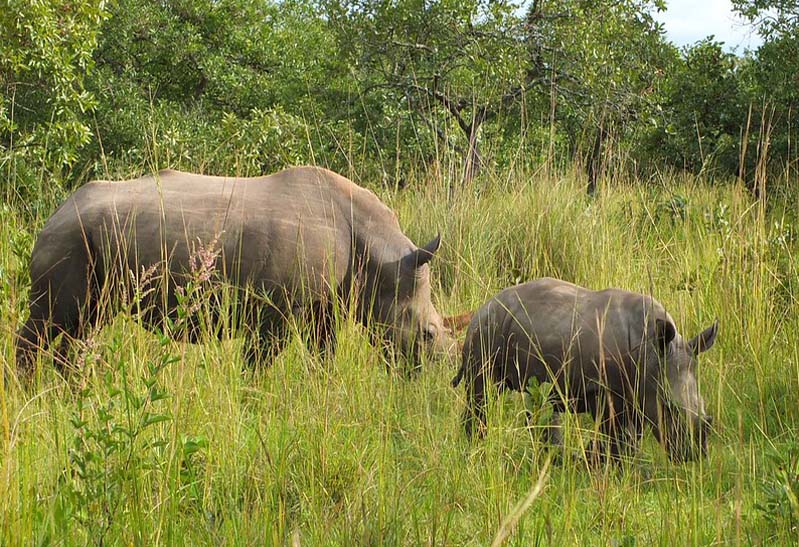 Rhino cow with calf in Ziwa National Park