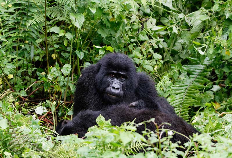 Rwanda Safari Gorillas