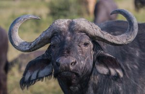 African Buffalo as seen from our Fam Trip 2025 At Queen Elizabeth National Park