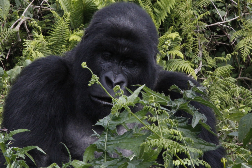 Alpha Male Silverback closes his eyes as though in deep ponder - Volcanoes National Park. Each time we visit Volcanoes National Park, our tourists get to encounter such scenes
