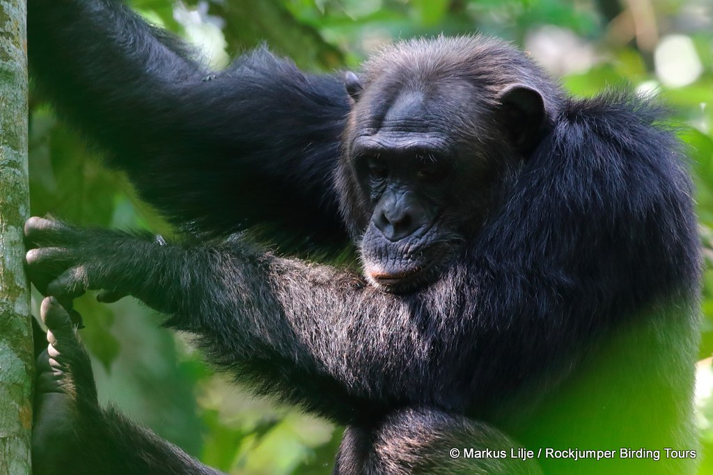 Tourists see Chimpanzee in tress on one of our Luxury Uganda Tours, Jan 2025