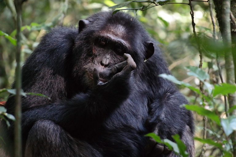 We spotted a sweet fully grown chimpanzee - Kibale National Park