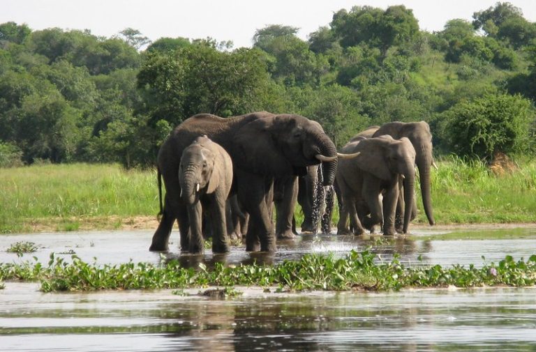 Elephants spotted while on a boat cruise on Kazinga Channel