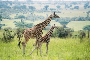 Our game drive at Murchison National Park was fruitful indeed; Throughout the drive, we saw many wildlife, including these two lovely giraffes - April 2023