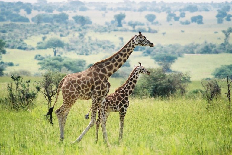 Our game drive at Murchison National Park was fruitful indeed; Throughout the drive, we saw many wildlife, including these two lovely giraffes - April 2023