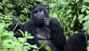 Gorilla being watched by tourists on one of the trips - Ruhija Sector Bwindi National Park- March 2023