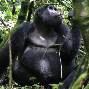 Gorilla Habituation Experience - Bwindi National Park