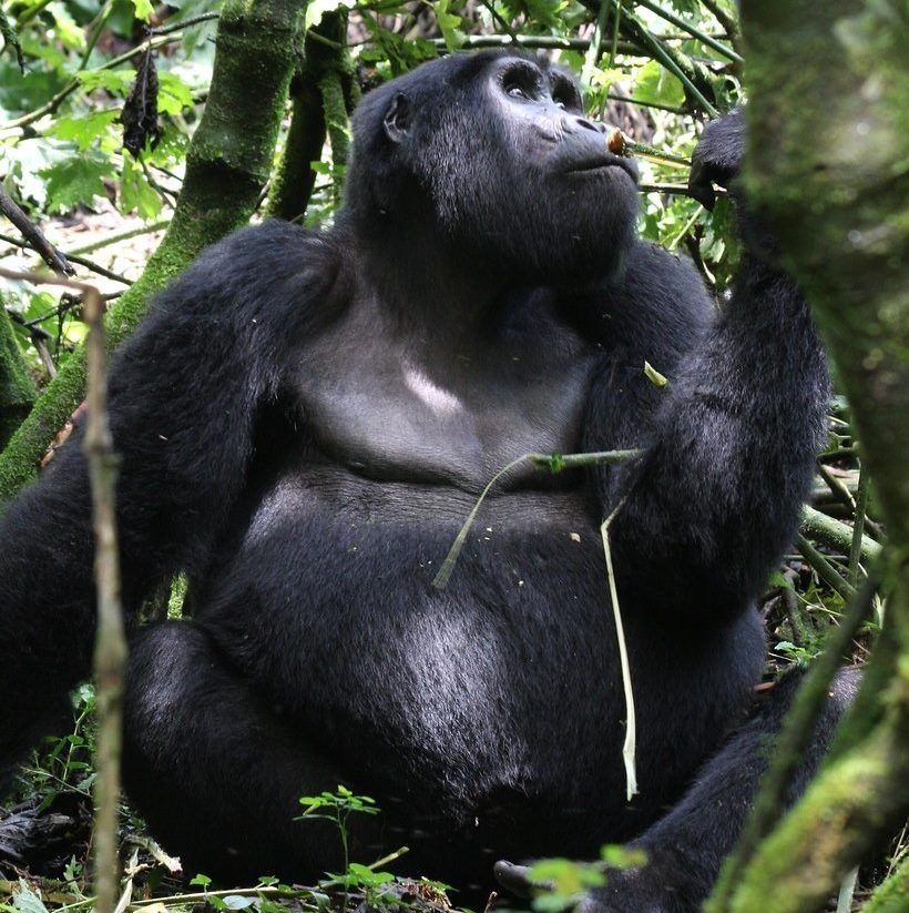 Gorilla Habituation Experience - Bwindi National Park
