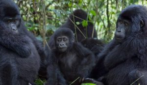 This Gorilla Family that we met at Bwindi Forest - Ruhija Sector