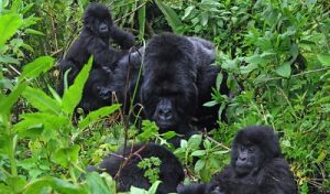We spent an hour with this mountain gorilla family in Bwindi National Park