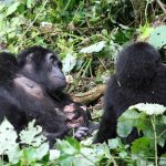 We met a gorilla family and it was simply impossible to ignore them and so we took a photo - Bwindi National Park -April 2025