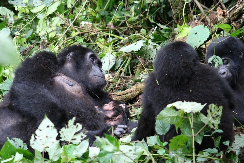 We met a gorilla family and it was simply impossible to ignore them and so we took a photo - Bwindi National Park -April 2025