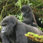 A gorilla mum shows off her baby to our tourists