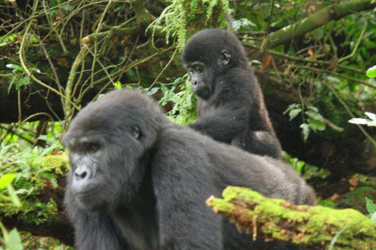 A gorilla mum shows off her baby to our tourists