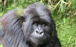A close up photograph of a gorilla - Volcanoes National Park
