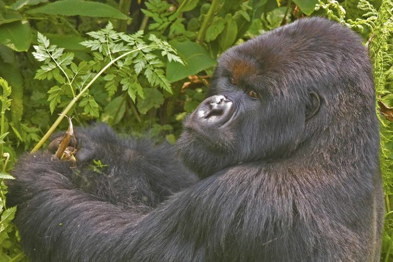 An old silver back looking back at us at Volcanoes National Park – Rwanda 2024