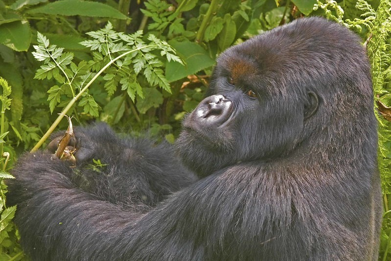 An old silver back looking back at us at Volcanoes National Park – Rwanda 2024