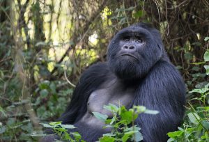 We were wondering whether gorillas have deep thoughts as humans do after seeing this gorilla – Mgahinga National Park – Apr 2024