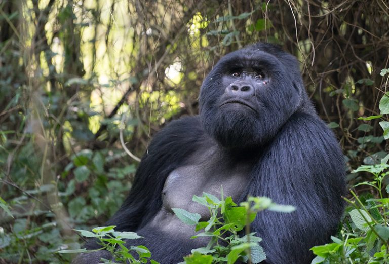 We were wondering whether gorillas have deep thoughts as humans do after seeing this gorilla – Mgahinga National Park – Apr 2024