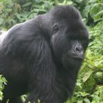 Nyakagezi family silverback gorilla, we were blessed at the site of this magnificent creature - Mgahinga Gorilla Trekking Uganda Safari 2026