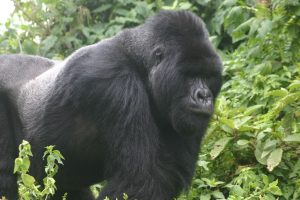 Nyakagezi family silverback gorilla, we were blessed at the site of this magnificent creature - Mgahinga Gorilla Trekking Uganda Safari 2026