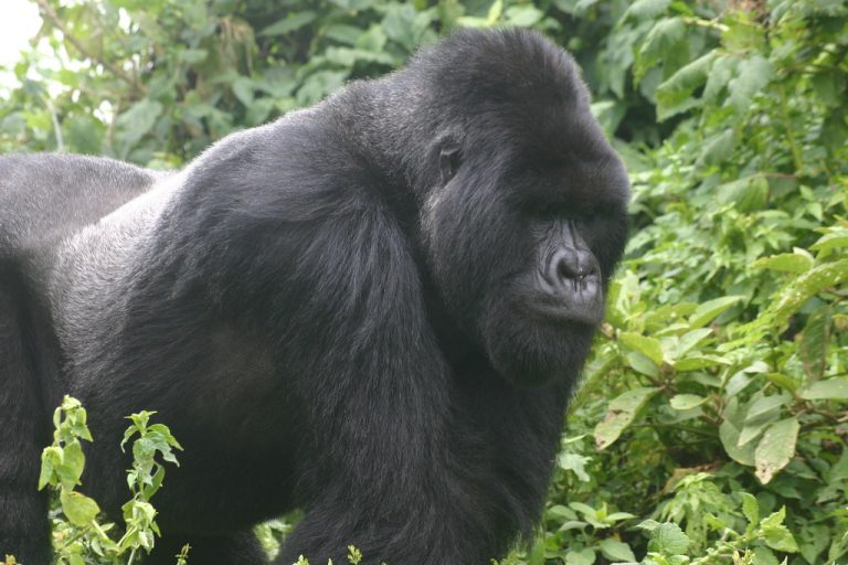 Nyakagezi family silverback gorilla, we were blessed at the site of this magnificent creature - Mgahinga Gorilla Trekking Uganda Safari 2026