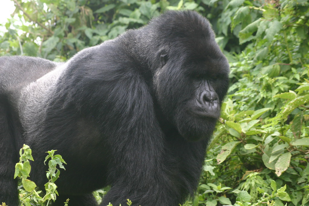 Nyakagezi family silverback gorilla, we were blessed at the site of this magnificent creature - Mgahinga Gorilla Trekking Uganda Safari 2026