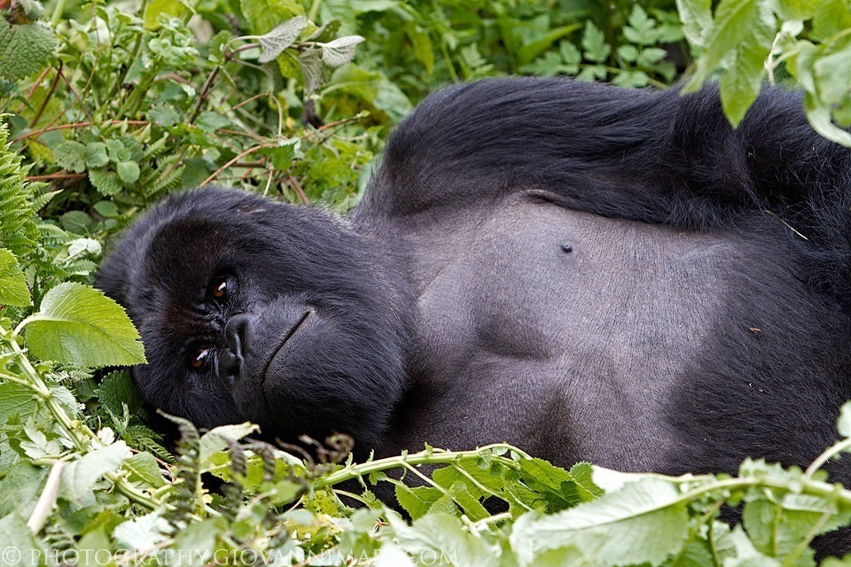 A silverback gorilla having a nap - Volcanoes National Park