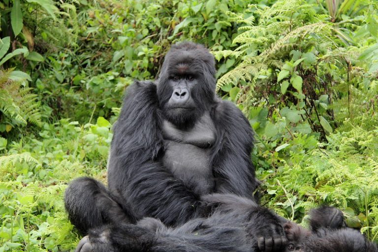 This large female Gorilla in Vocalnoes National Park kept looking at us - Feb 2025