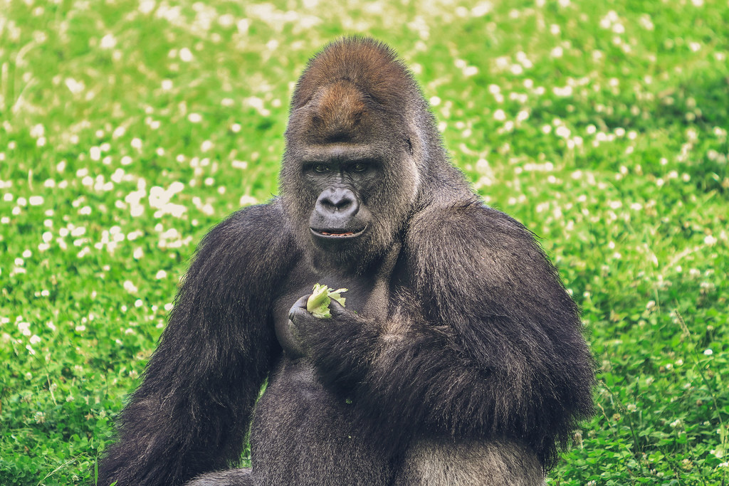 Almost in the open, we encountered a young male Gorilla - Volcanoes National Park