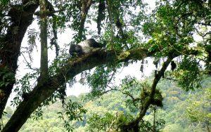 High in the trees, a silverback gorilla was seen relaxing by lying on a large tree branch, Ruhija – Bwindi National Park