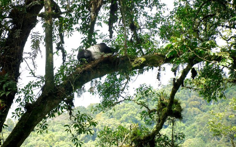 High in the trees, a silverback gorilla was seen relaxing by lying on a large tree branch, Ruhija – Bwindi National Park