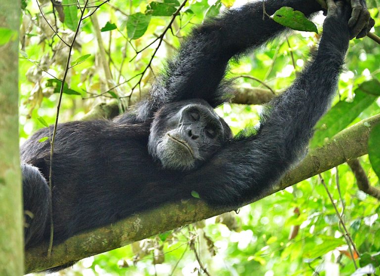 A chimpanzee spotted while sleeping up in the branches, luxury trip Uganda Feb 2025