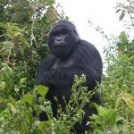 At a distance, a massive silverback gorilla was seen watching us as though keeping an eye on our activities – Buhoma Sector , Bwindi National Park