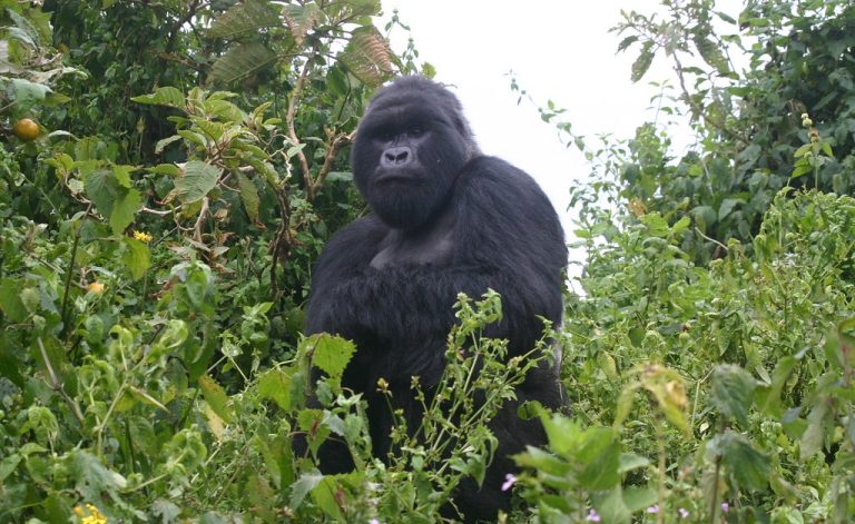 At a distance, a massive silverback gorilla was seen watching us as though keeping an eye on our activities – Buhoma Sector , Bwindi National Park